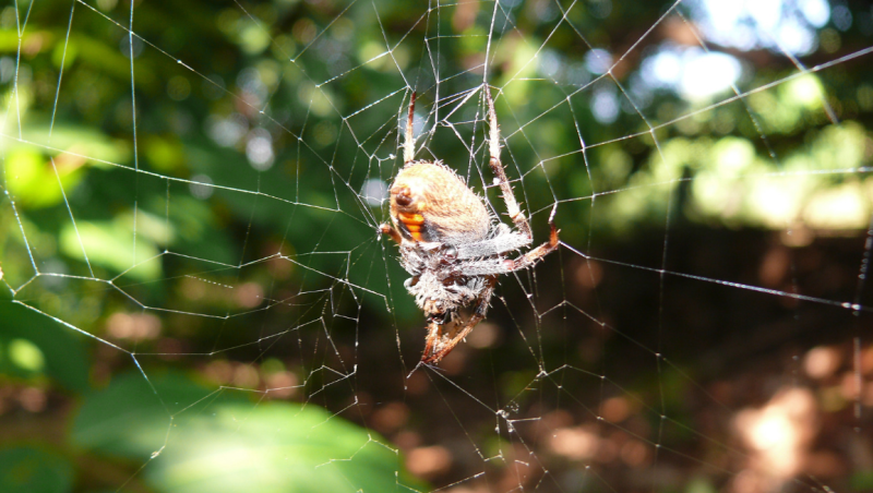 how to get rid of spiders
