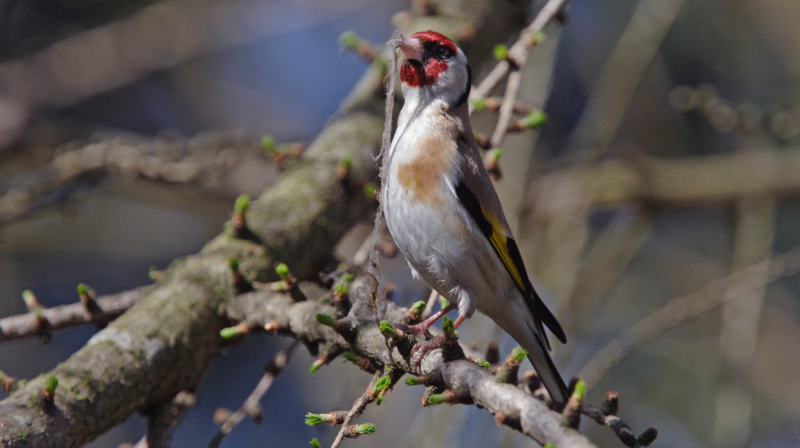 Safeguarding Your Space: Guide on How to Keep Birds Away Without ...
