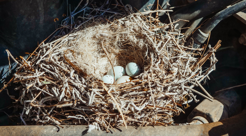 Bird Nest Removal