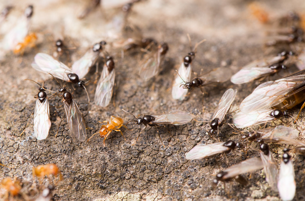 Flying Ants