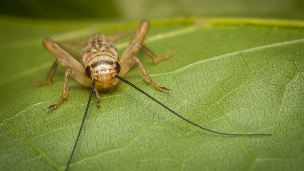 cricket infestation