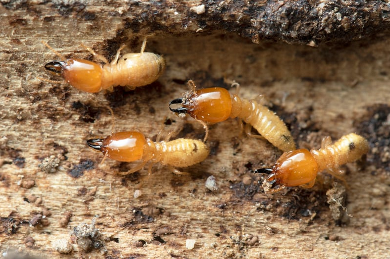 early stage signs of termites in ceiling
