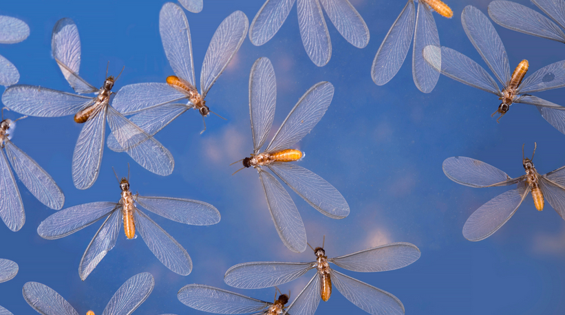 flying termites