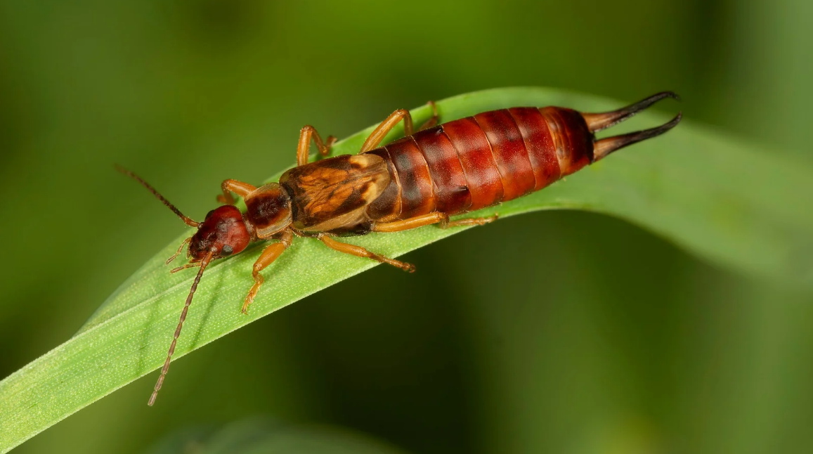 how to get rid of earwigs