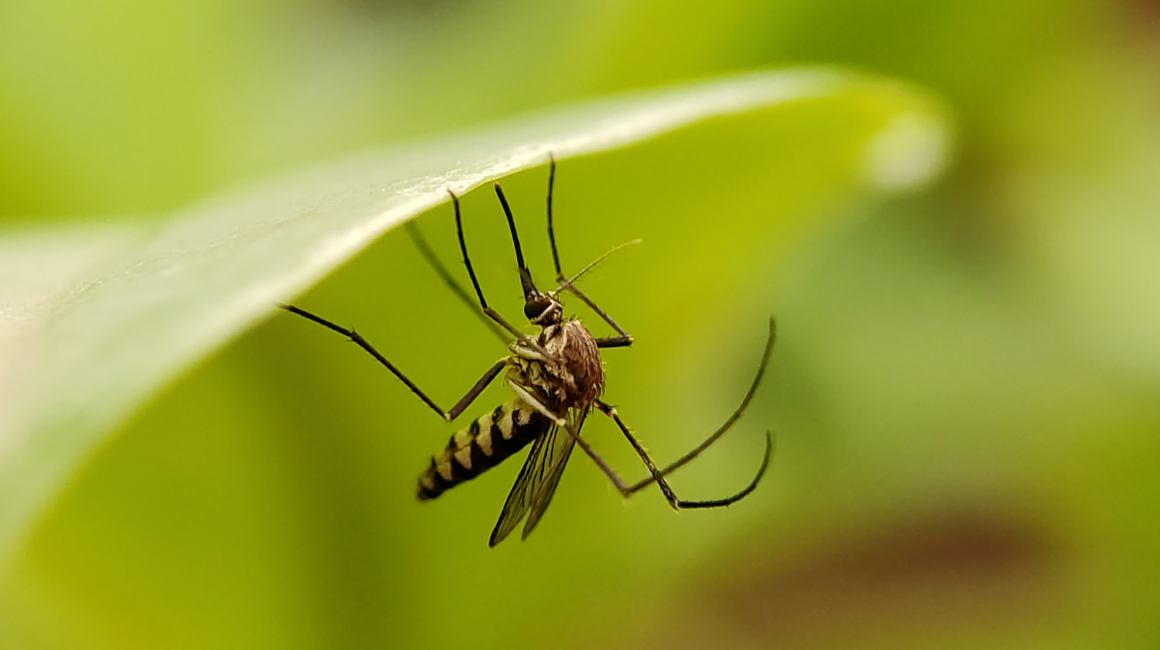 how to keep mosquitoes away