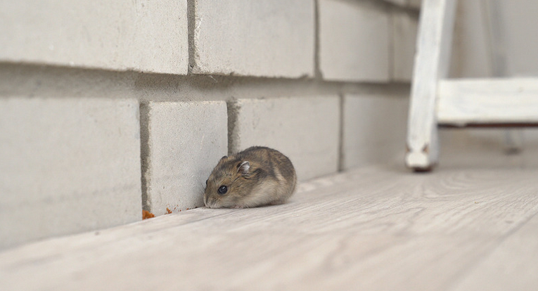 mice in walls