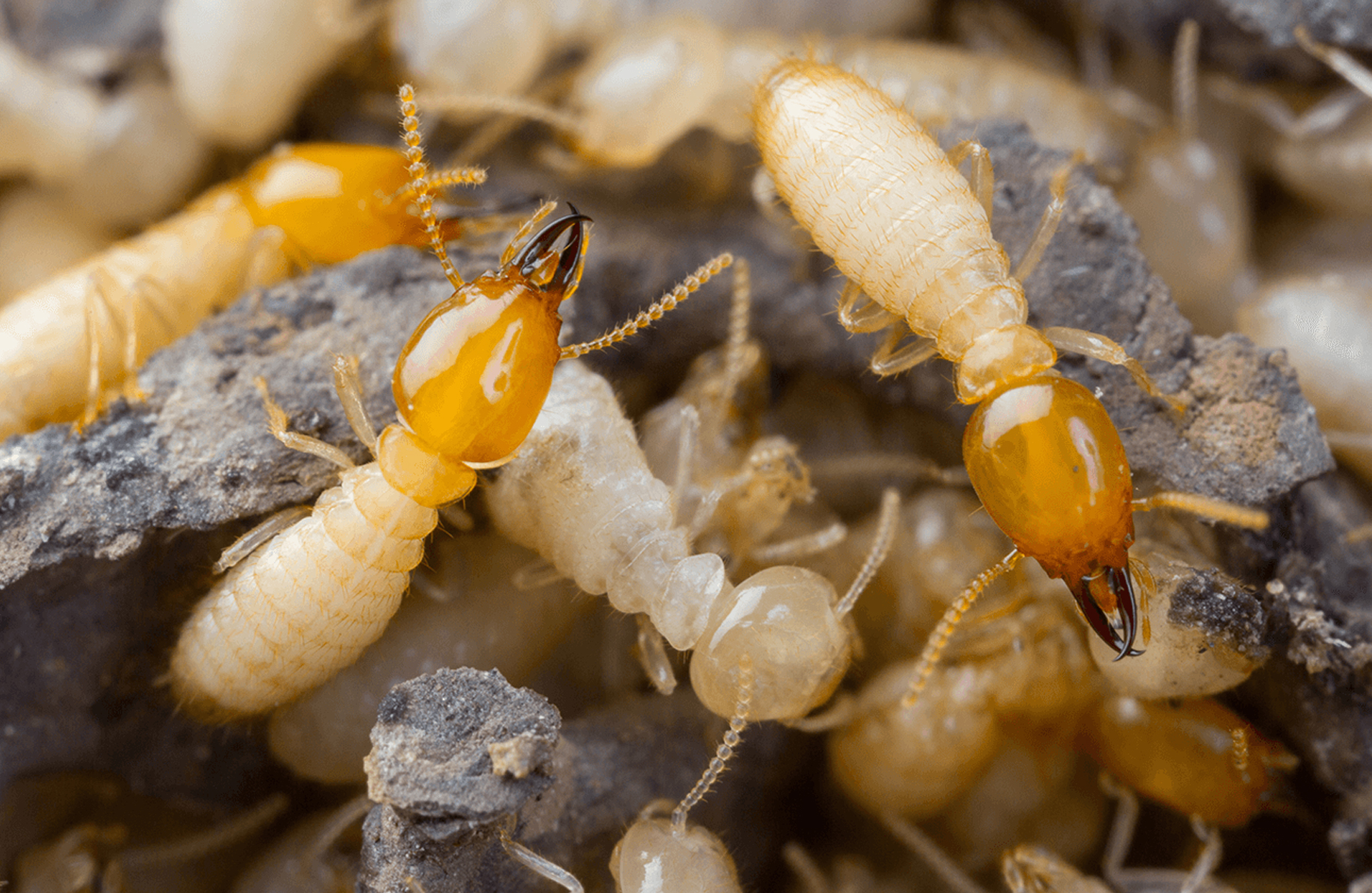 Termite Control