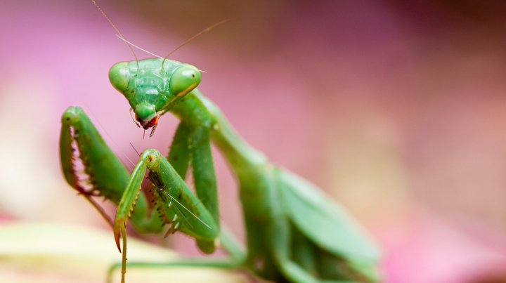 praying mantis