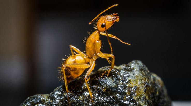 signs of ant infestation in house