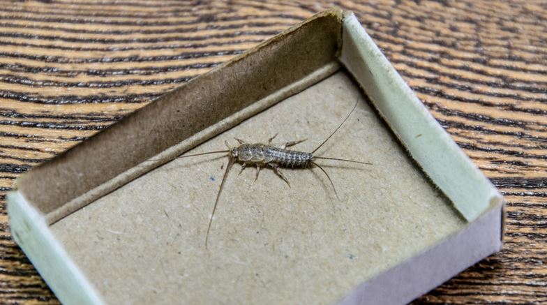 silverfish facts