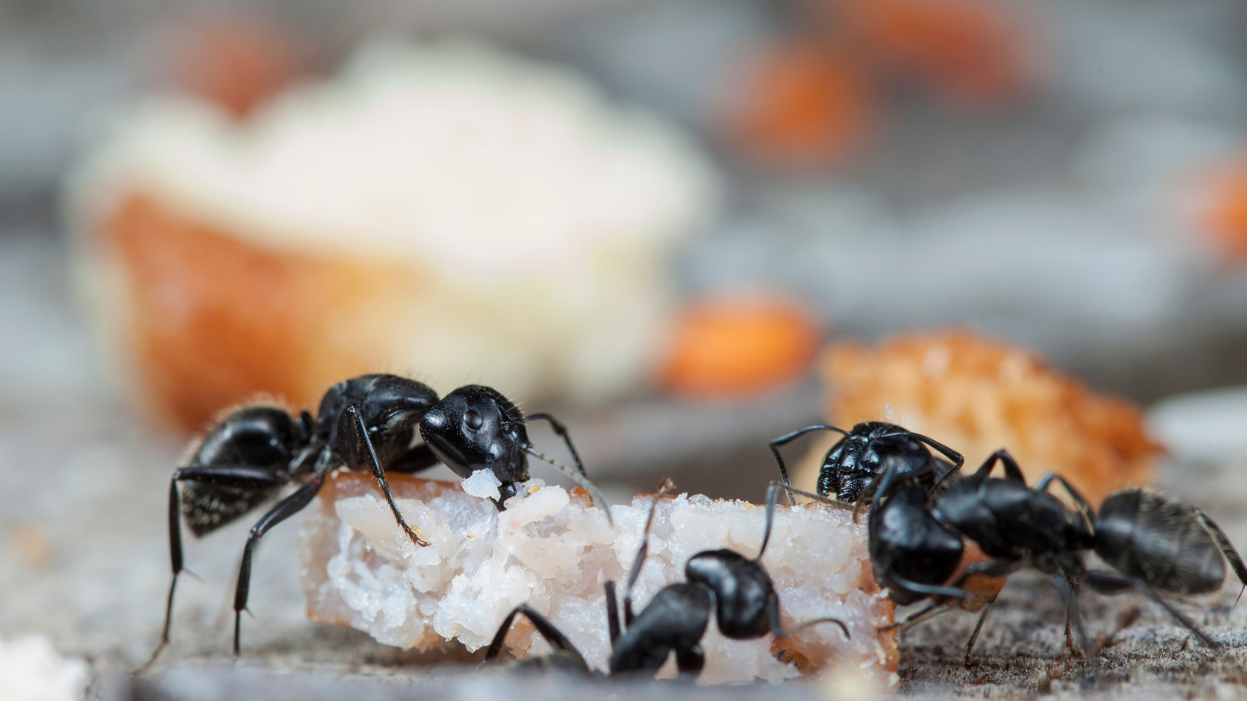 types of ants