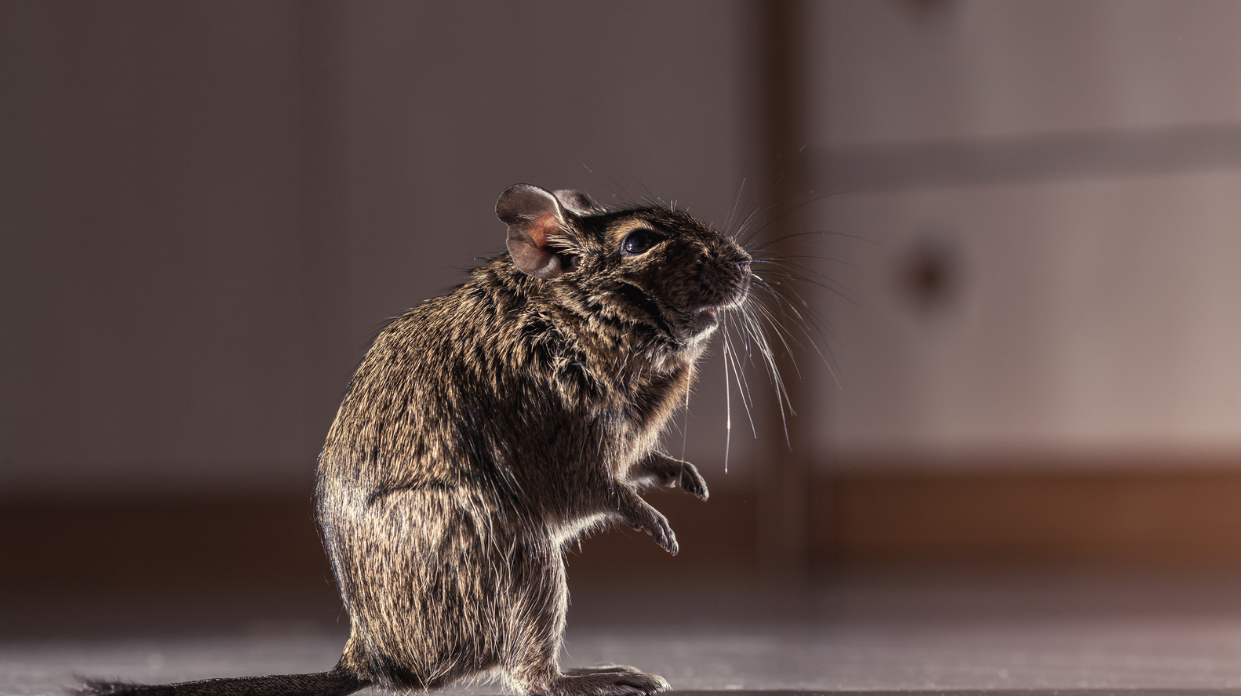 types of rodents