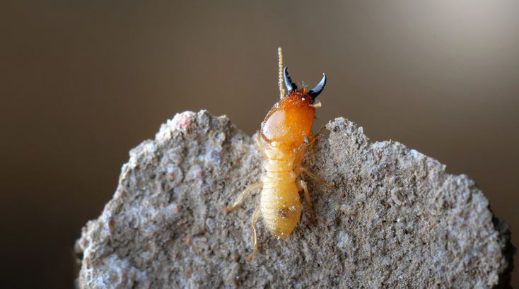 types of termites in california
