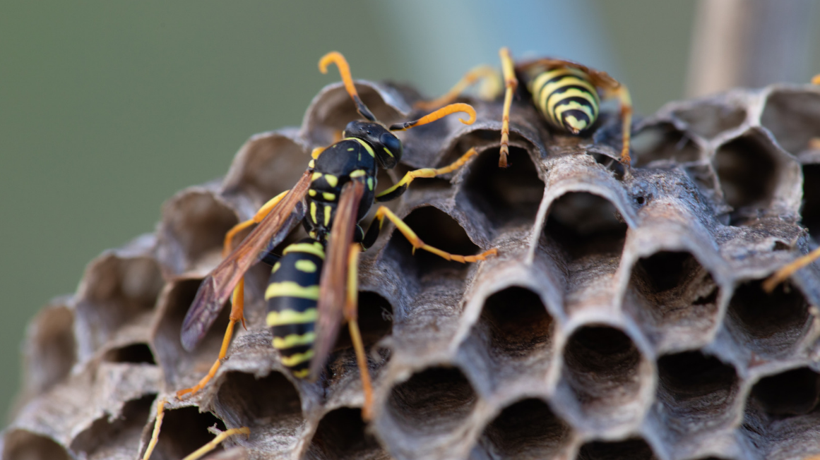 wasp infestation