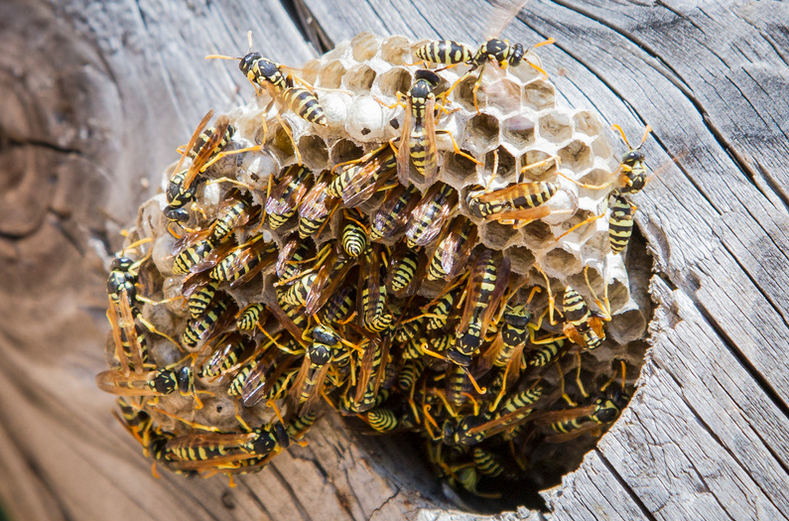 wasps in wall