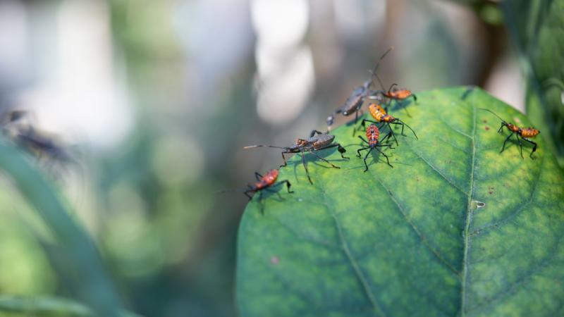 other pests