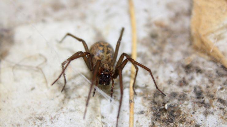 poisonous spiders in california