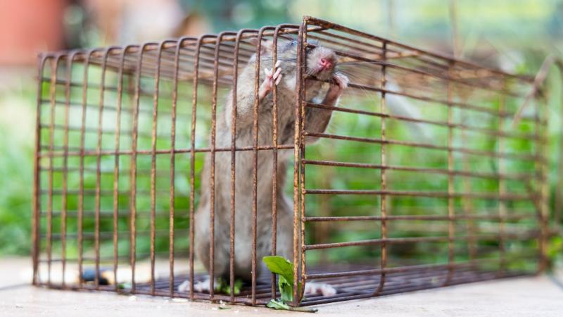 rodent
