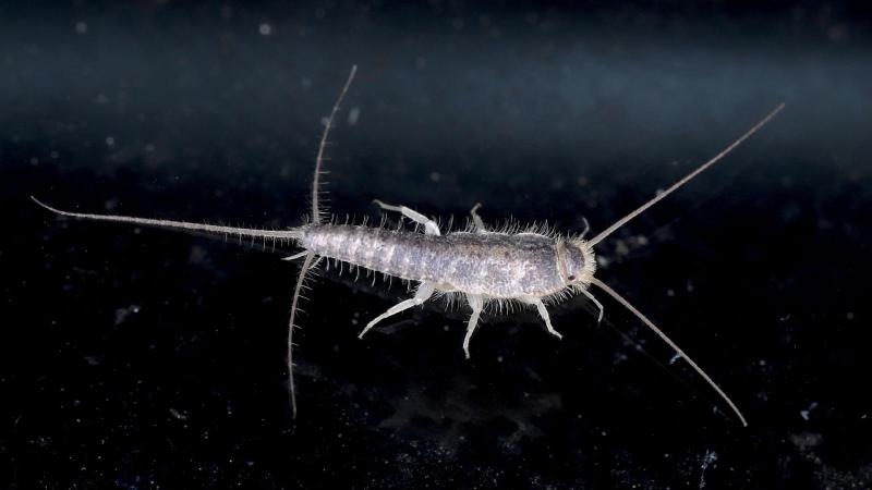 silverfish