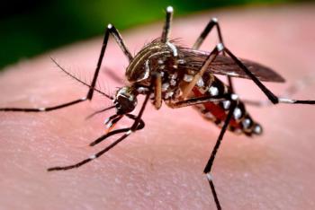 Mosquitoes During the Summer!