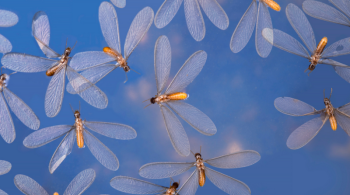 Flying Termites: The Alarming Signal of a Greater Infestation