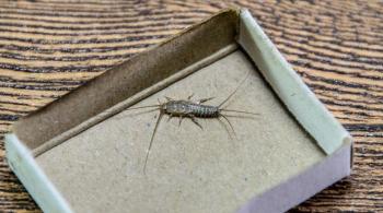 Did you know? Top 10 Fascinating Silverfish Facts