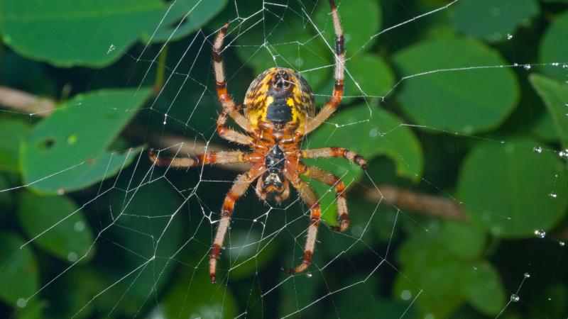spider