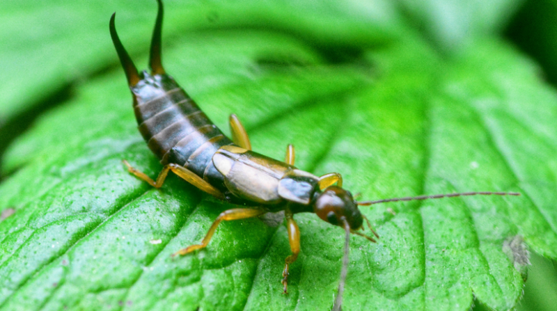types of earwigs 3