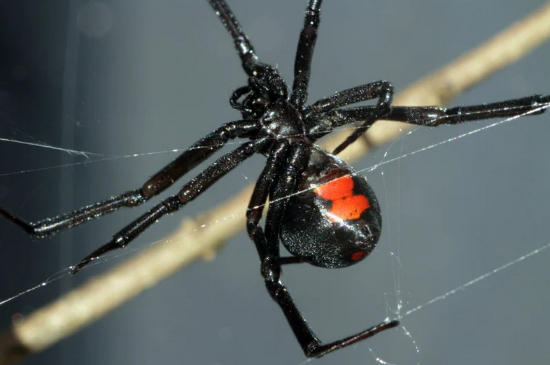 types of house spiders