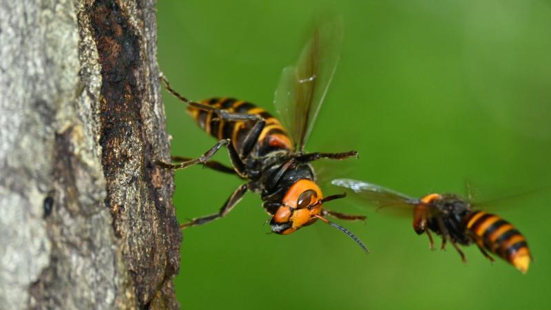 wasps