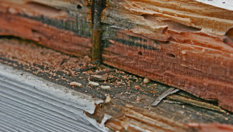 what is a termite inspection