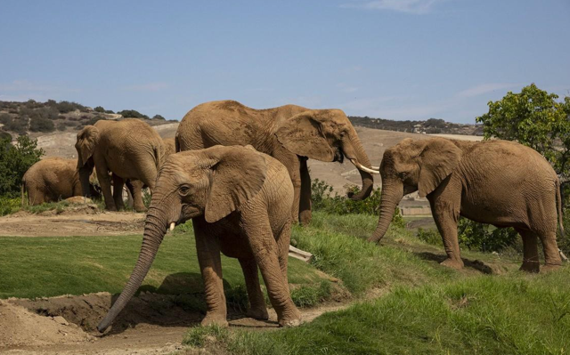 Elephants