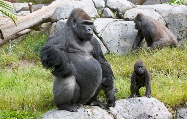 Gorilla