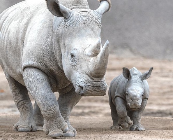 Rhino