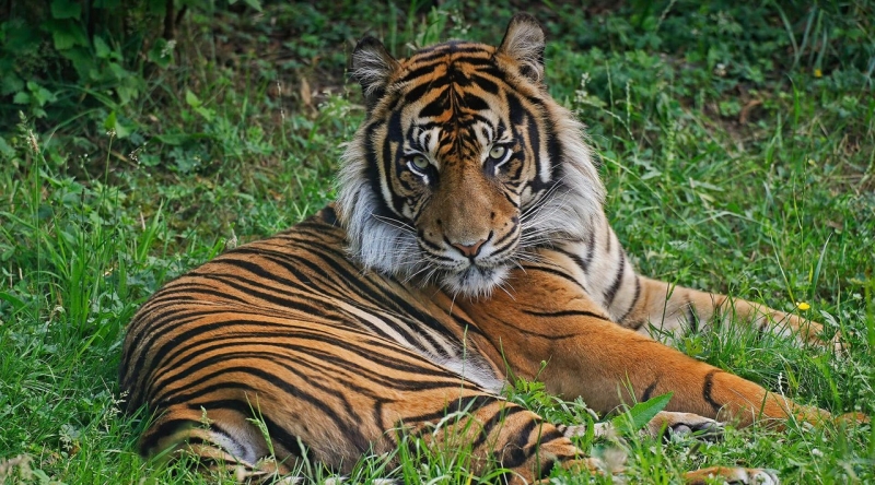 Tiger 1
