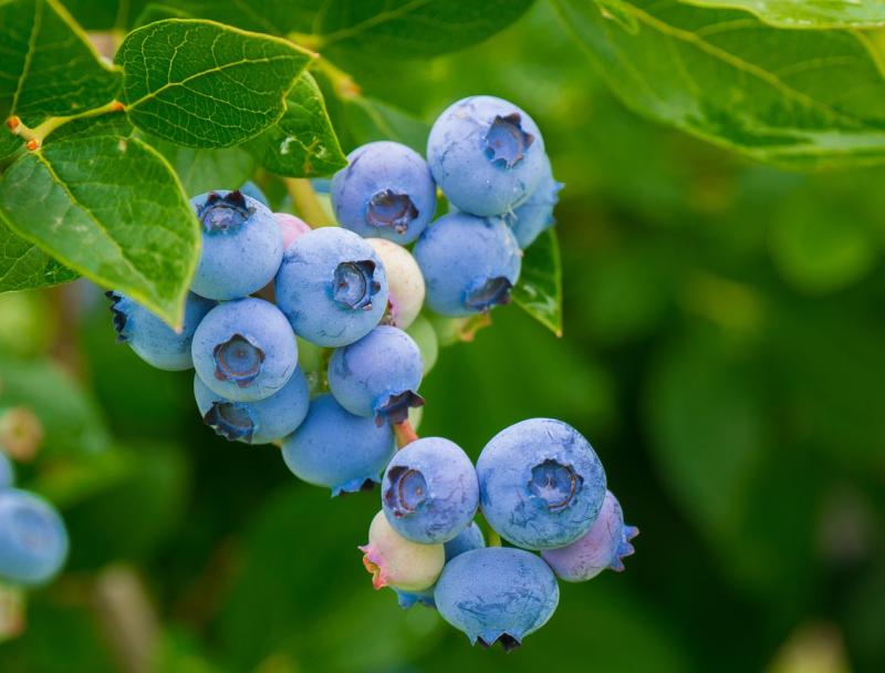 blueberries-3548239 1280