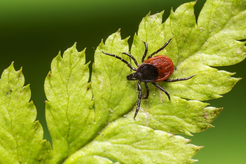 erik karits-ixodes-ricinus-4834287 1920