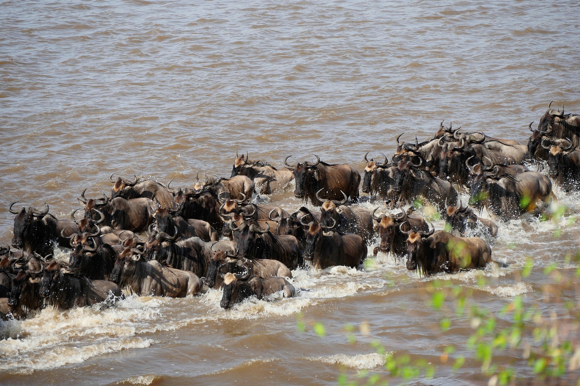 Migration